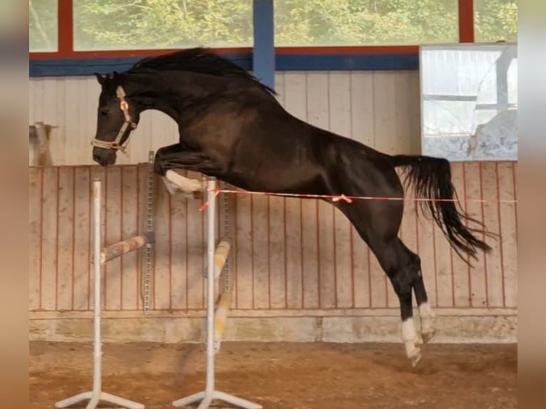 Holsteiner Stute 5 Jahre 172 cm Rappe in Wonfurt