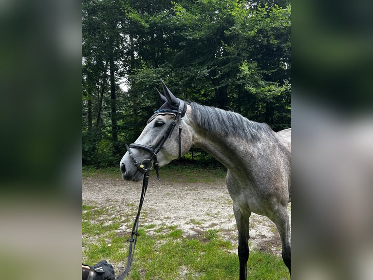 Holsteiner Stute 5 Jahre 172 cm Schimmel in Neukirchen