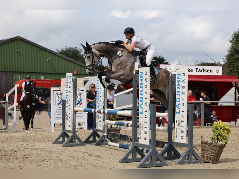 Holsteiner Stute 5 Jahre 172 cm Schimmel in Neukirchen