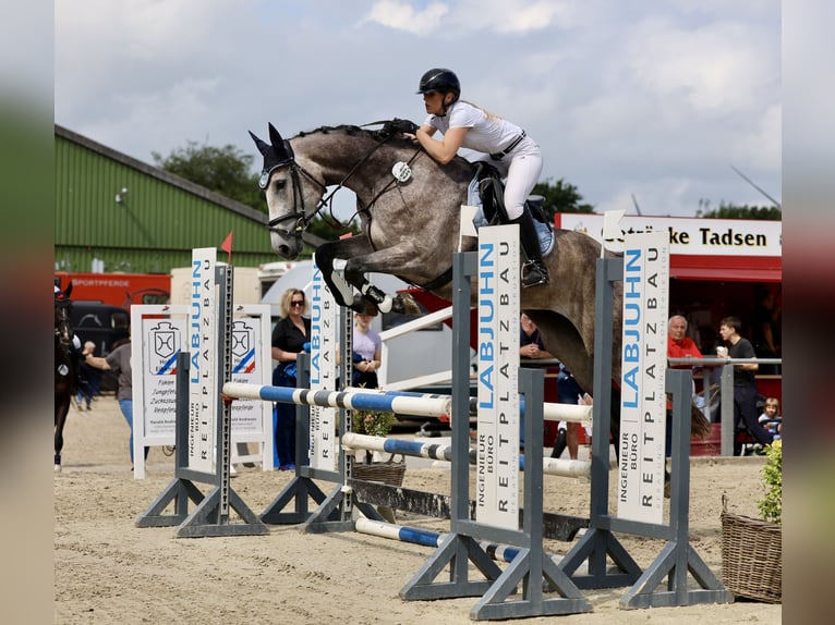 Holsteiner Stute 5 Jahre 172 cm Schimmel in Neukirchen