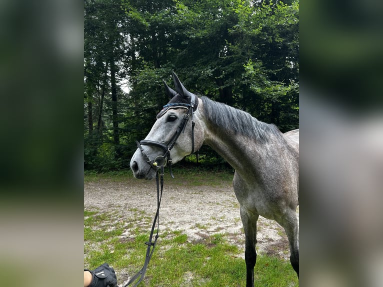 Holsteiner Stute 5 Jahre 172 cm Schimmel in Neukirchen