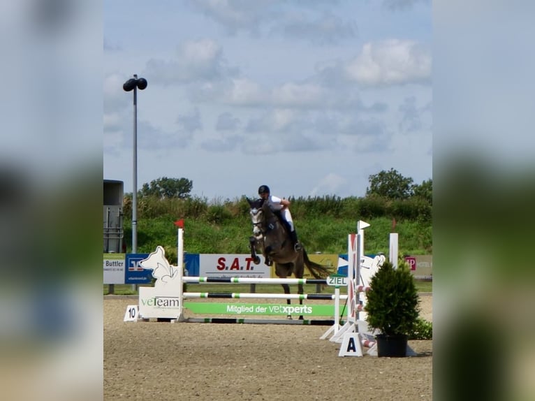 Holsteiner Stute 5 Jahre 172 cm Schimmel in Neukirchen