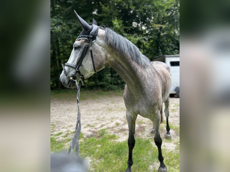 Holsteiner Stute 5 Jahre 172 cm Schimmel in Neukirchen