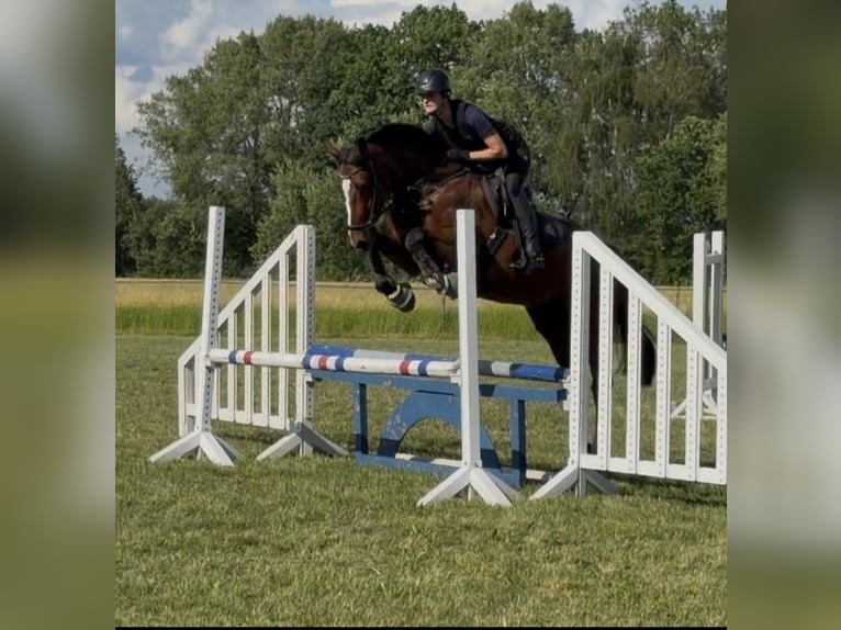 Holsteiner Stute 5 Jahre 173 cm Brauner in Wittingen