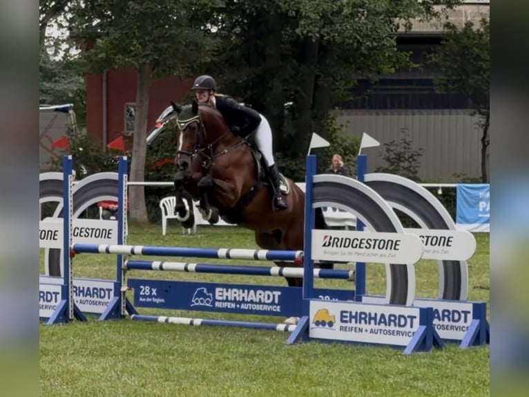 Holsteiner Stute 5 Jahre 173 cm Brauner in Wittingen