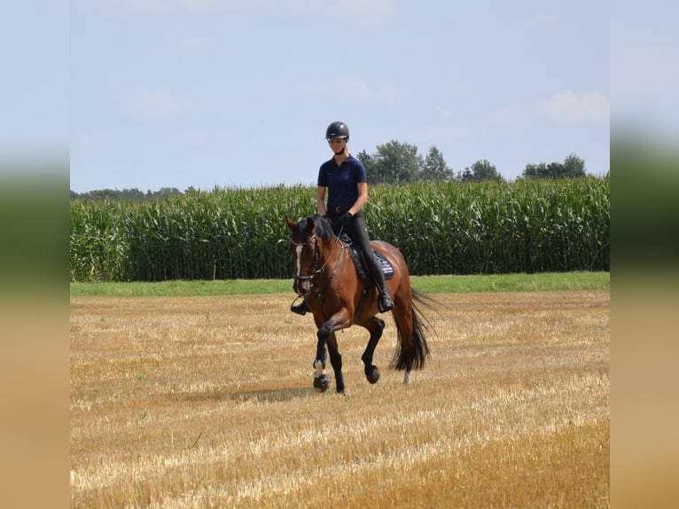 Holsteiner Stute 5 Jahre 173 cm Brauner in Wittingen