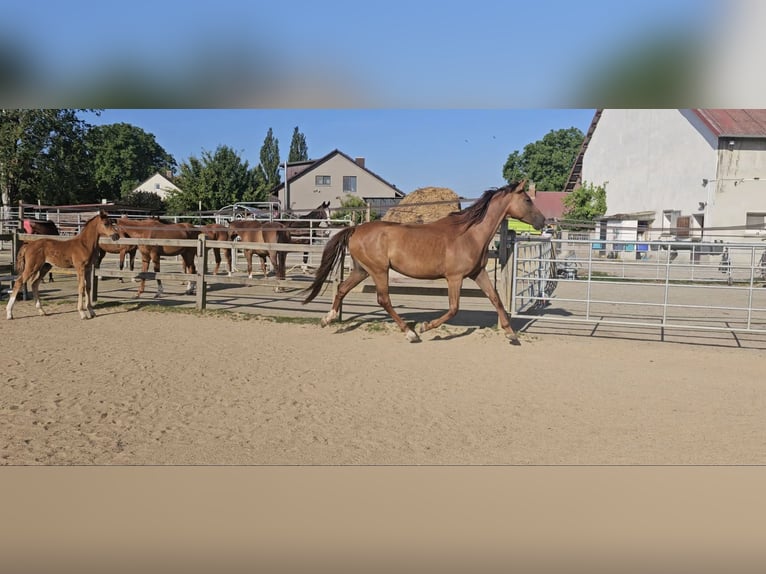 Holsteiner Stute 5 Jahre 173 cm Dunkelfuchs in Langenau