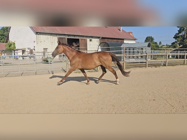 Holsteiner Stute 5 Jahre 173 cm Dunkelfuchs in Langenau