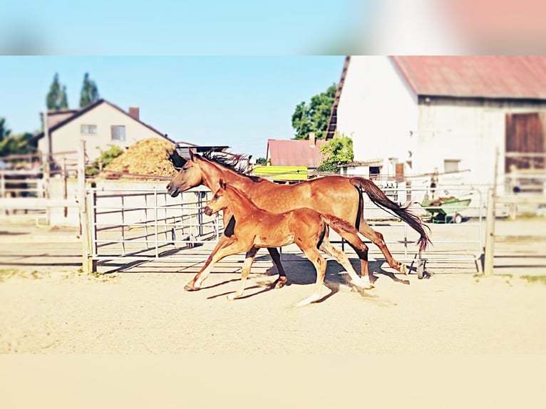 Holsteiner Stute 5 Jahre 173 cm Dunkelfuchs in Langenau