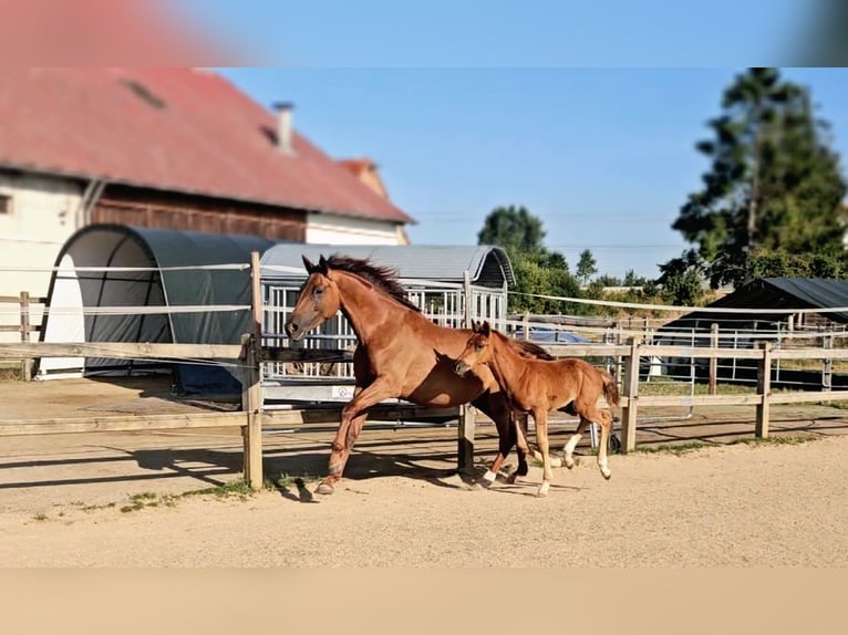Holsteiner Stute 5 Jahre 173 cm Dunkelfuchs in Langenau