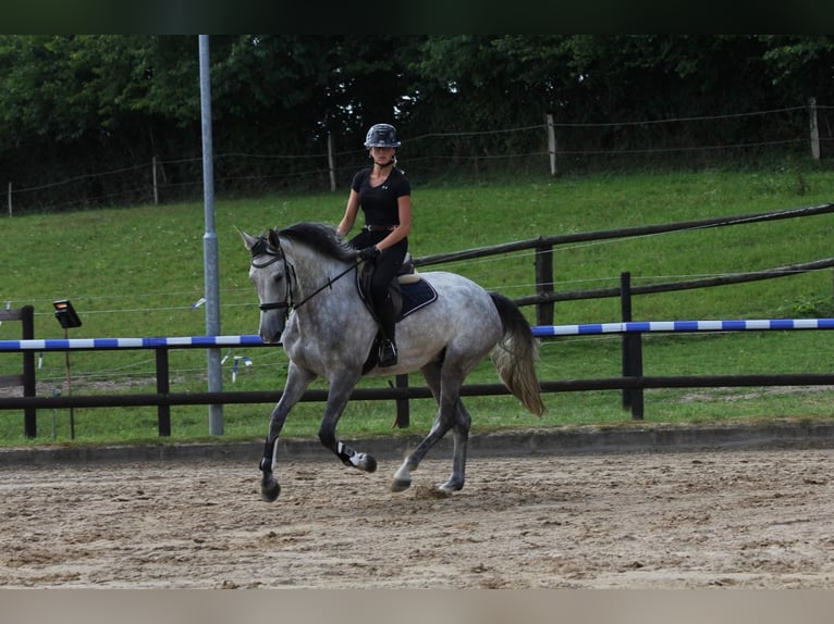 Holsteiner Stute 5 Jahre 173 cm Schimmel in Rodenbek