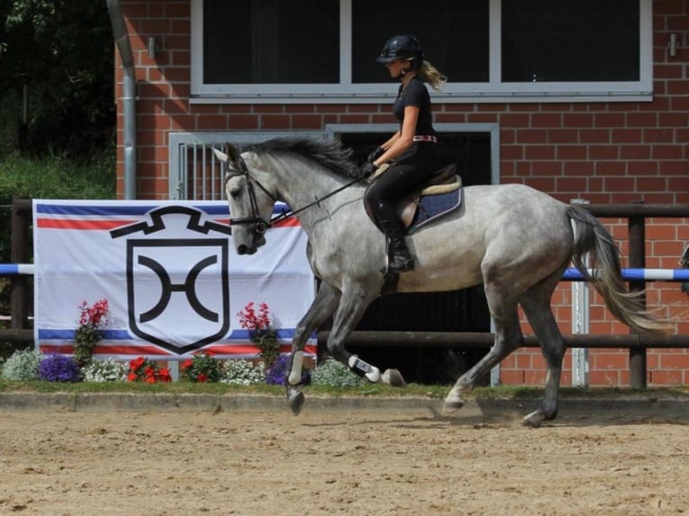 Holsteiner Stute 5 Jahre 173 cm Schimmel in Rodenbek