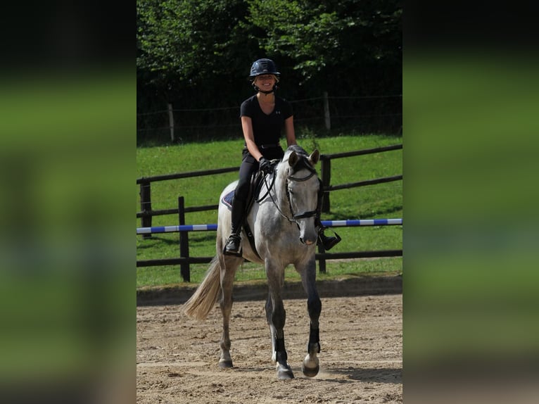 Holsteiner Stute 5 Jahre 173 cm Schimmel in Rodenbek