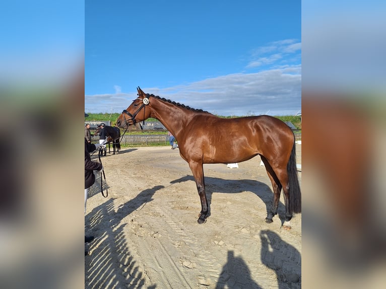 Holsteiner Stute 5 Jahre 174 cm Brauner in Lübeck