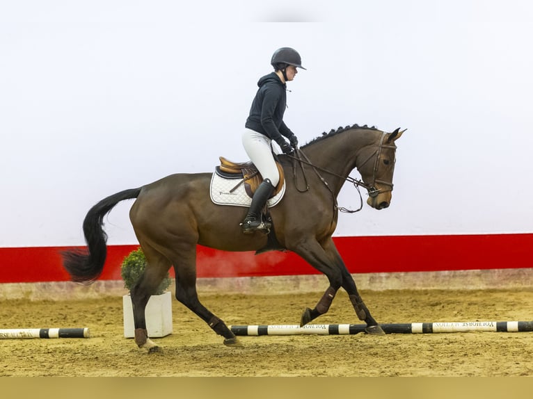 Holsteiner Stute 5 Jahre 174 cm Brauner in Waddinxveen