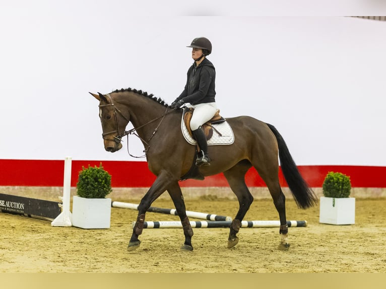 Holsteiner Stute 5 Jahre 174 cm Brauner in Waddinxveen