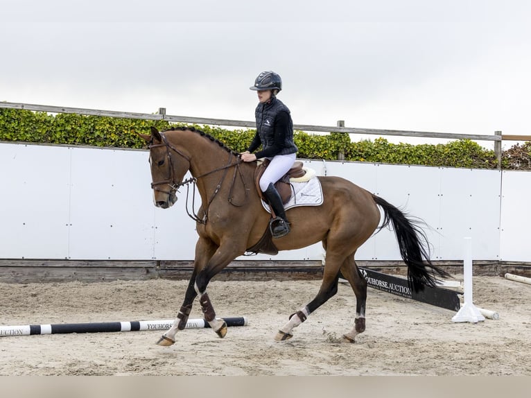 Holsteiner Stute 5 Jahre 174 cm Brauner in Waddinxveen