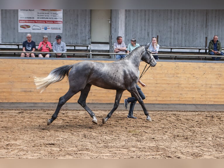 Holsteiner Stute 5 Jahre 174 cm Schimmel in W&#xF6;hrden