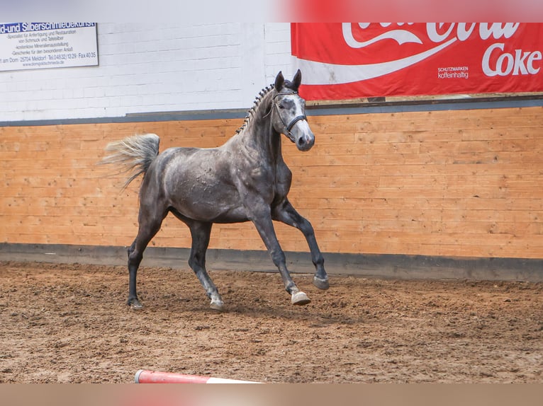 Holsteiner Stute 5 Jahre 174 cm Schimmel in W&#xF6;hrden