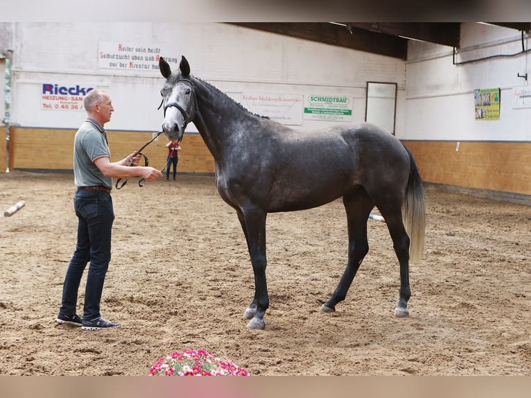 Holsteiner Stute 5 Jahre 174 cm Schimmel in W&#xF6;hrden