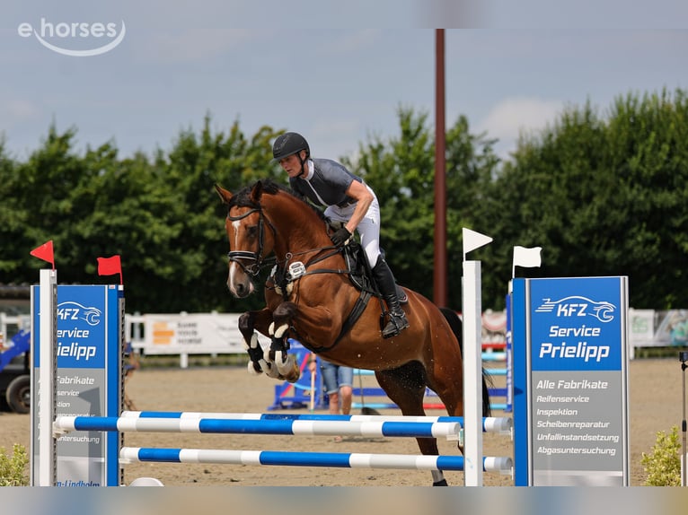 Holsteiner Stute 5 Jahre 175 cm Brauner in Süderlügum