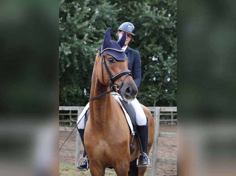 Holsteiner Stute 5 Jahre 175 cm Fuchs in Weddingstedt