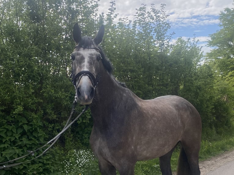 Holsteiner Stute 5 Jahre 177 cm Schimmel in Gelting