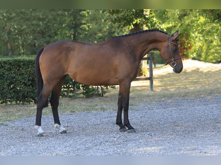 Holsteiner Stute 6 Jahre 156 cm Brauner in Kaulille