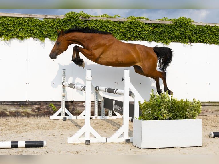 Holsteiner Stute 6 Jahre 158 cm Brauner in Waddinxveen