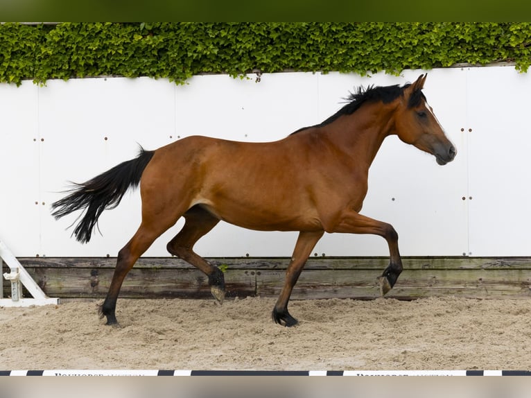 Holsteiner Stute 6 Jahre 158 cm Brauner in Waddinxveen