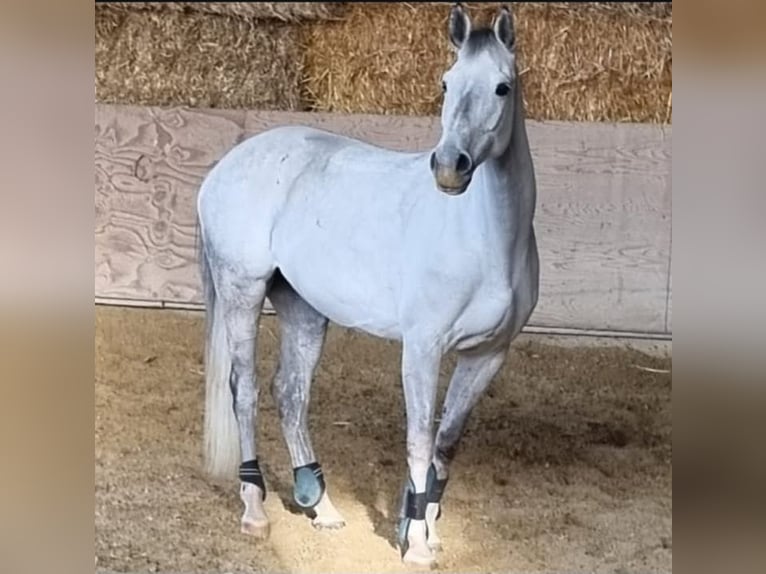 Holsteiner Stute 6 Jahre 160 cm Apfelschimmel in Euskirchen