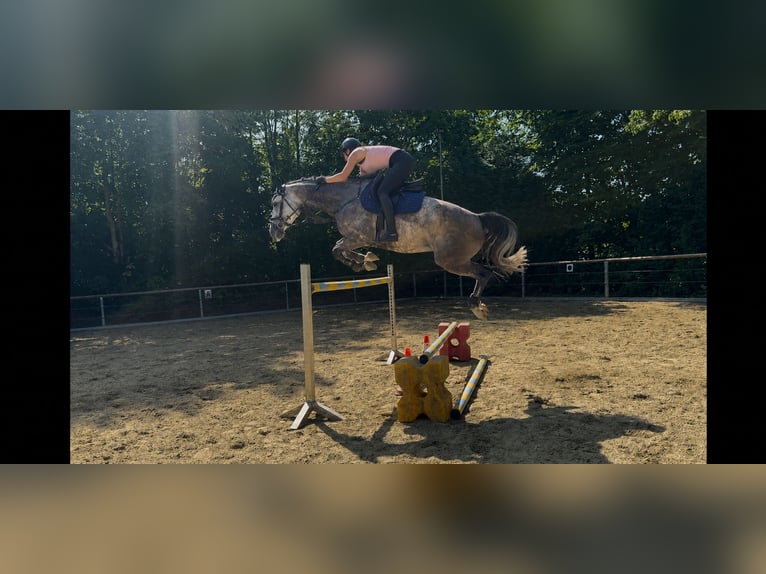 Holsteiner Stute 6 Jahre 160 cm Apfelschimmel in Neu-Ulm