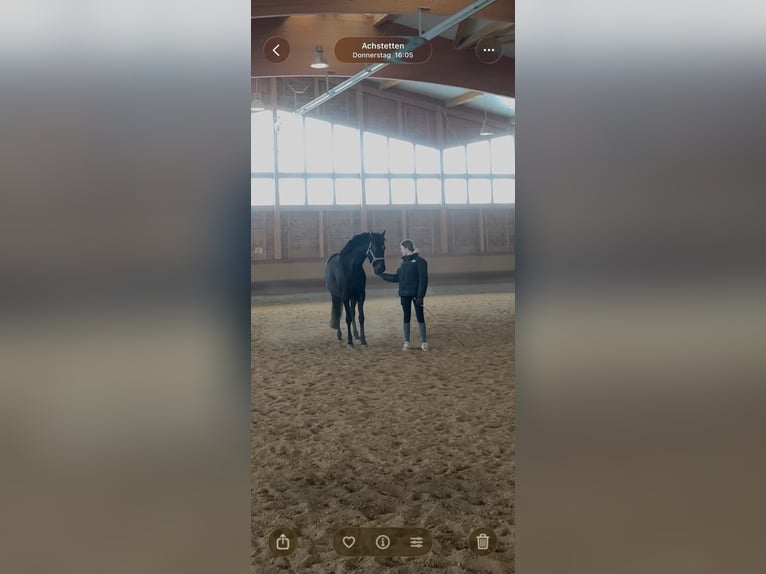 Holsteiner Mix Stute 6 Jahre 163 cm Brauner in Achstetten