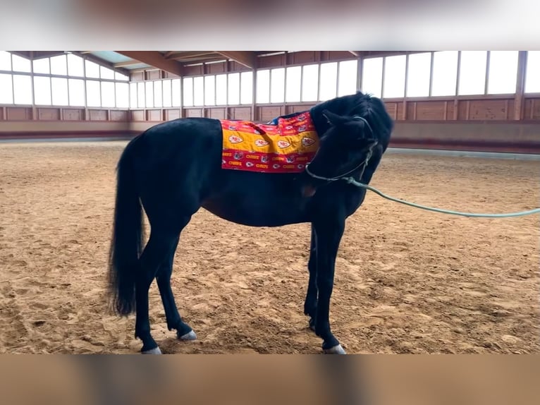 Holsteiner Mix Stute 6 Jahre 163 cm Brauner in Achstetten