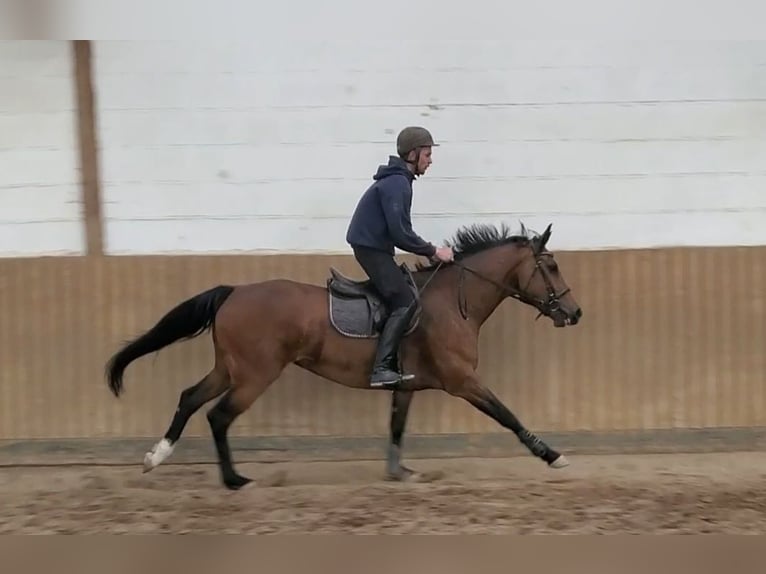 Holsteiner Stute 6 Jahre 163 cm Brauner in Chemnitz