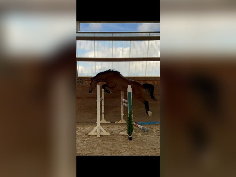 Holsteiner Stute 6 Jahre 163 cm Brauner in Chemnitz