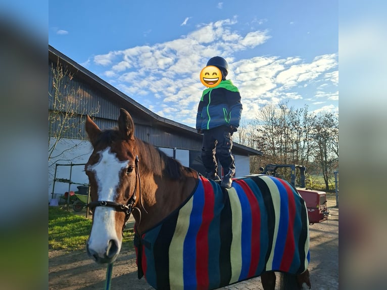 Holsteiner Stute 6 Jahre 163 cm Brauner in Dobersdorf