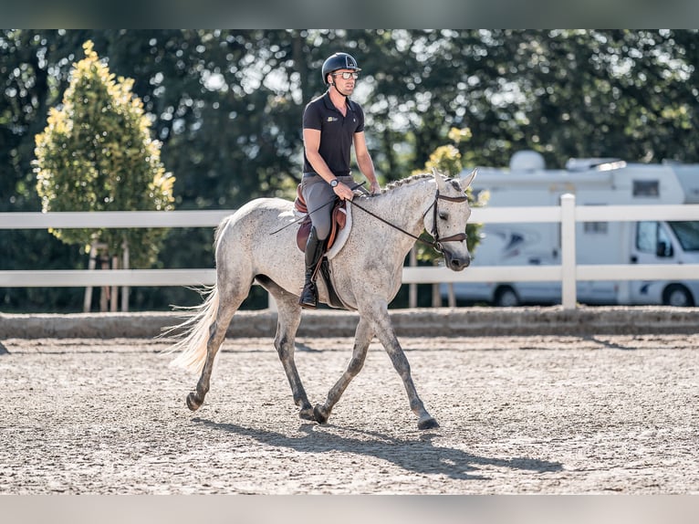 Holsteiner Stute 6 Jahre 163 cm Schimmel in Zduchovice