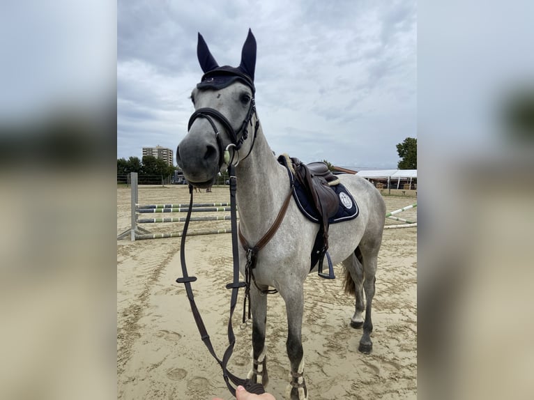 Holsteiner Stute 6 Jahre 163 cm  in Mainz