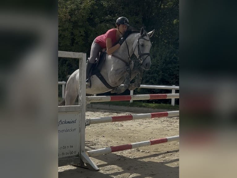 Holsteiner Stute 6 Jahre 163 cm  in Mainz