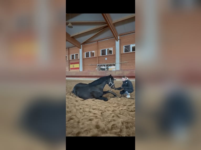 Holsteiner Mix Stute 6 Jahre 164 cm Brauner in Achstetten