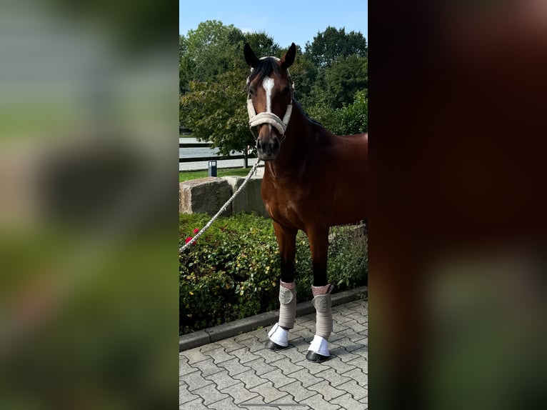 Holsteiner Stute 6 Jahre 165 cm Brauner in Bönen