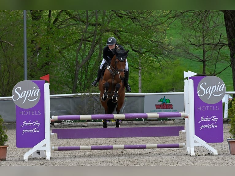 Holsteiner Stute 6 Jahre 165 cm Brauner in L&#xF6;rrach