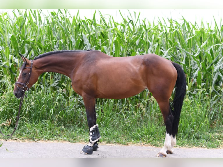Holsteiner Stute 6 Jahre 165 cm Brauner in Geilenkirchen