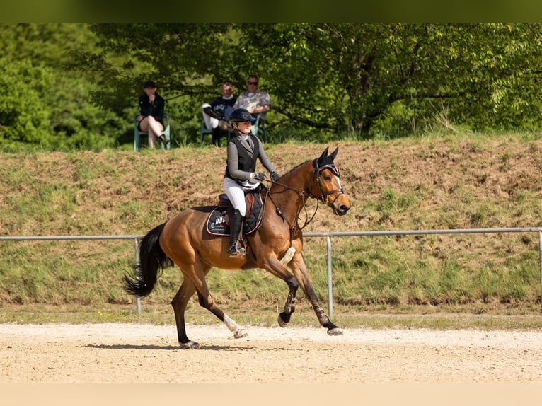Holsteiner Stute 6 Jahre 165 cm Brauner in Irmenach