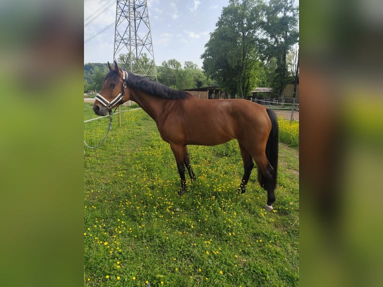 Holsteiner Stute 6 Jahre 165 cm Brauner in L&#xF6;rrach