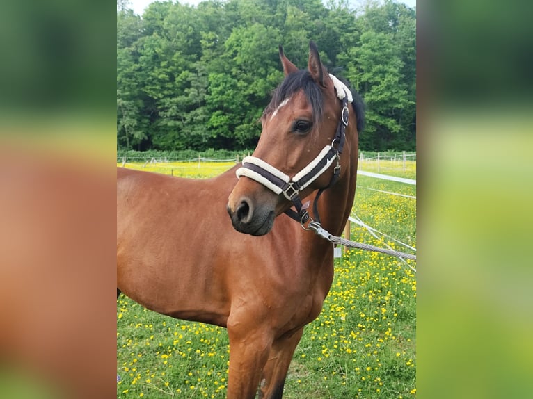 Holsteiner Stute 6 Jahre 165 cm Brauner in L&#xF6;rrach