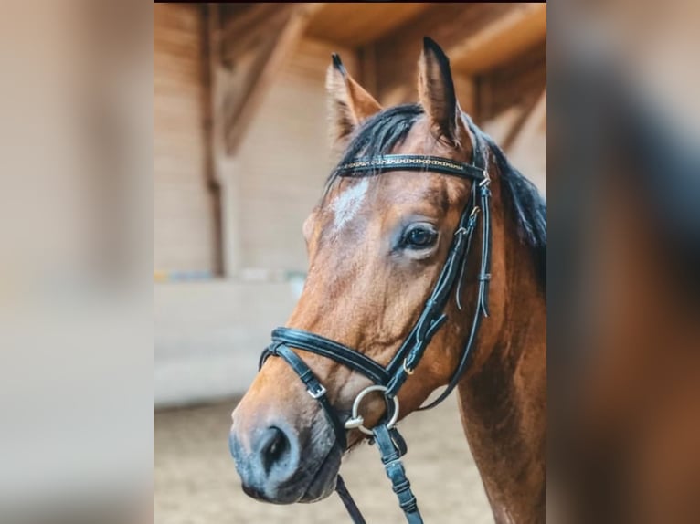 Holsteiner Stute 6 Jahre 165 cm Brauner in Zell am Moos