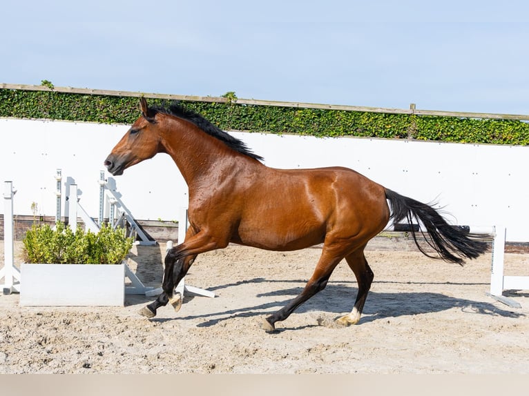 Holsteiner Stute 6 Jahre 165 cm Brauner in Waddinxveen