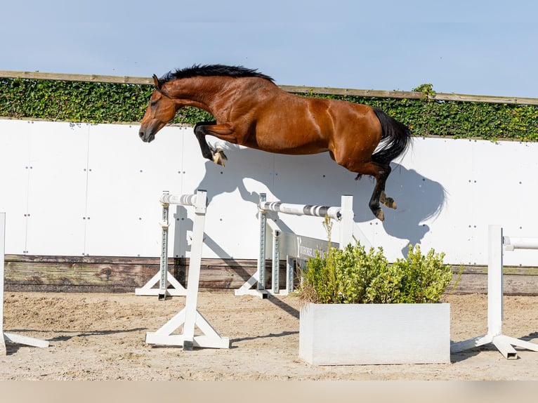 Holsteiner Stute 6 Jahre 165 cm Brauner in Waddinxveen